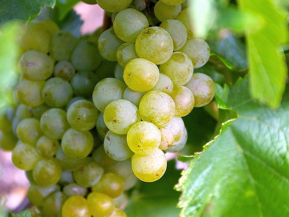 50 GREEN (Dessert / Table) GRAPE Vitis Vinifera Fruit Vine Seeds