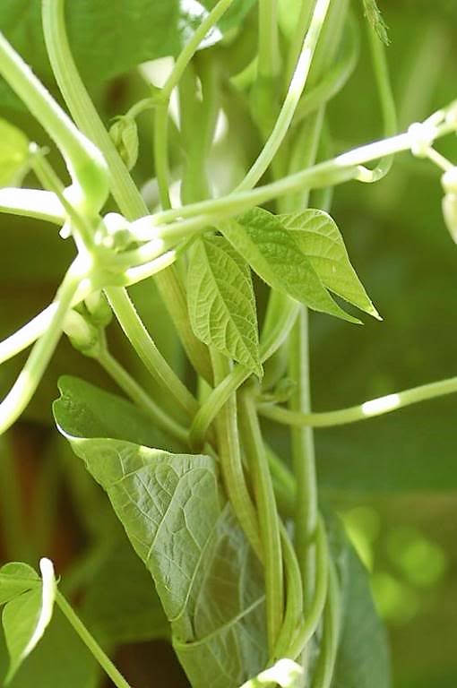 50 GREENCROP GREEN BEAN Phaseolus Vulgaris Vegetable Seeds