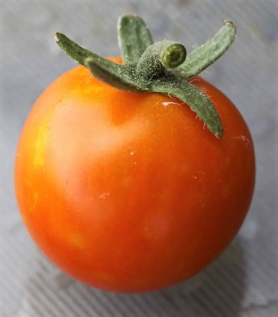 300 LARGE Red CHERRY TOMATO Lycopersicon Lycopersicum Fruit Vegetable Seeds