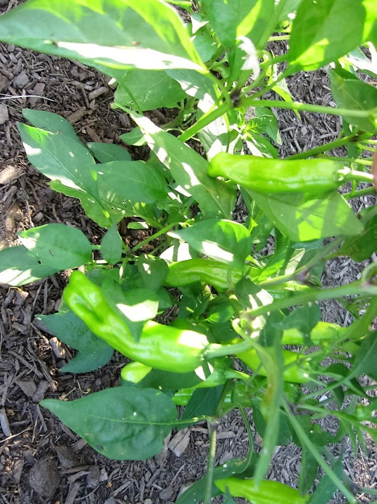 50 GREEK GOLDEN PEPPER Pepperoncini Gold Yellow Capsicum Annuum Vegetable Seeds