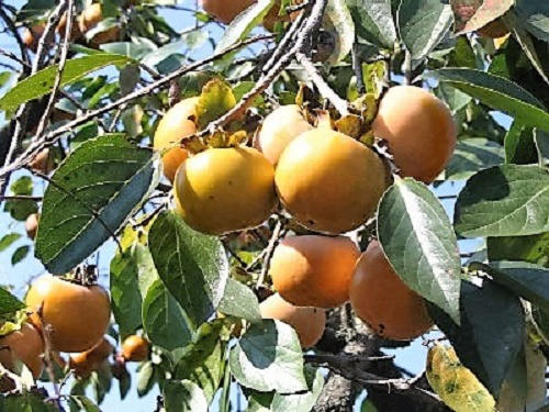 5 JAPANESE PERSIMMON Tree Asian Diospyros Kaki Orange Red Fruit Flower Seeds