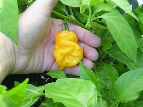 40 Yellow SCOTCH BONNET PEPPER very hot Jamaican Capsicum Chinense Vegetable Seeds