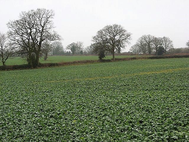 3000 SHOGOIN TURNIP White Japanese Brassica Rapa Root & Greens Vegetable Seeds