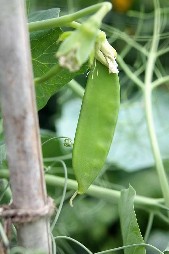 50 Oregon SUGAR POD II Pea Pisum Sativum Macrocarpon Vegetable Seeds