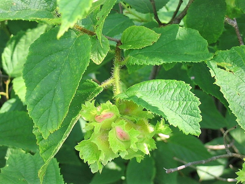 5 AMERICAN HAZELNUT TREE aka Filbert Corylus Americana Fruit Nut Seeds