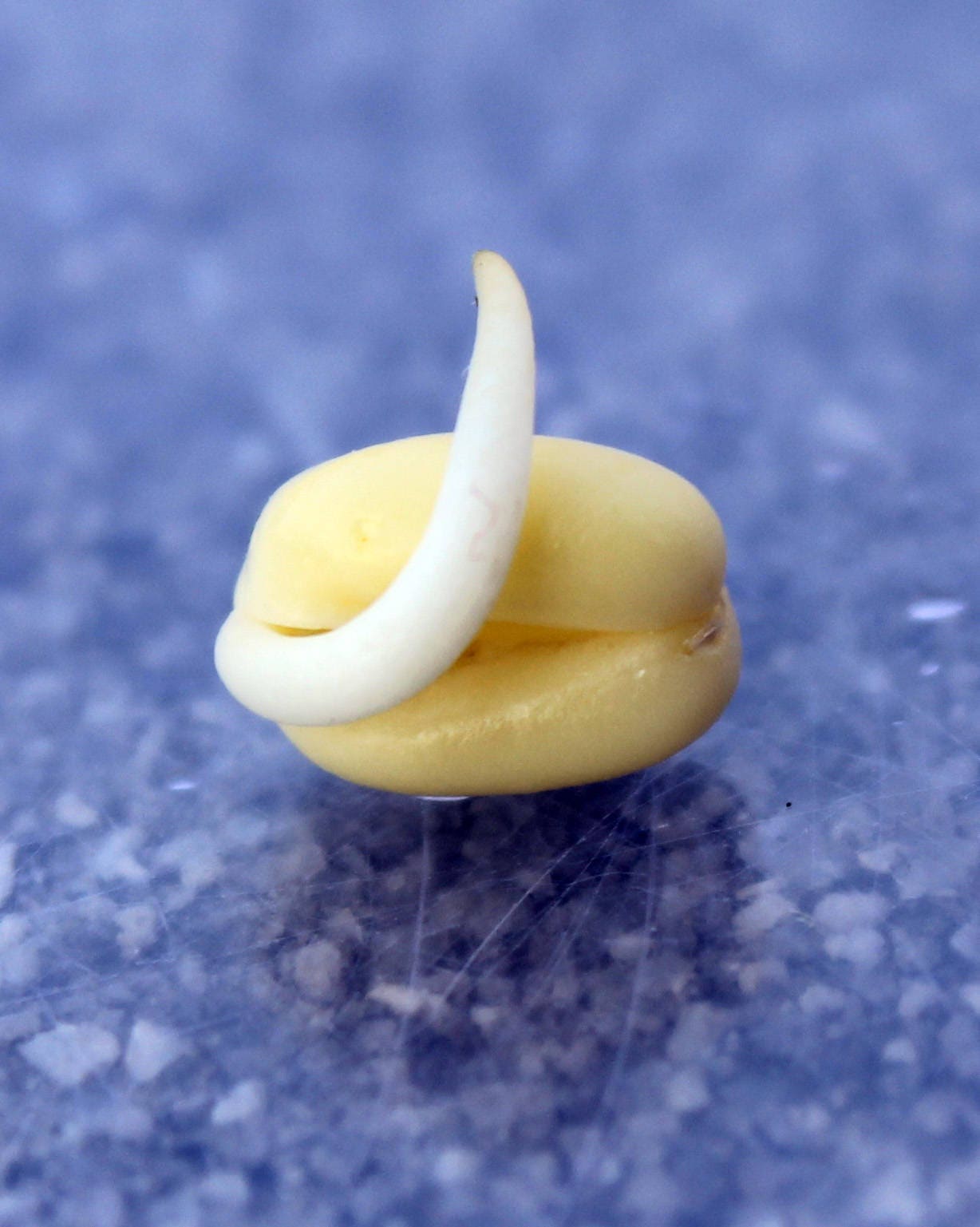 150 MUNG BEAN Moong Sprouts Golden Gram Green Vigna Radiata Vegetable Seeds