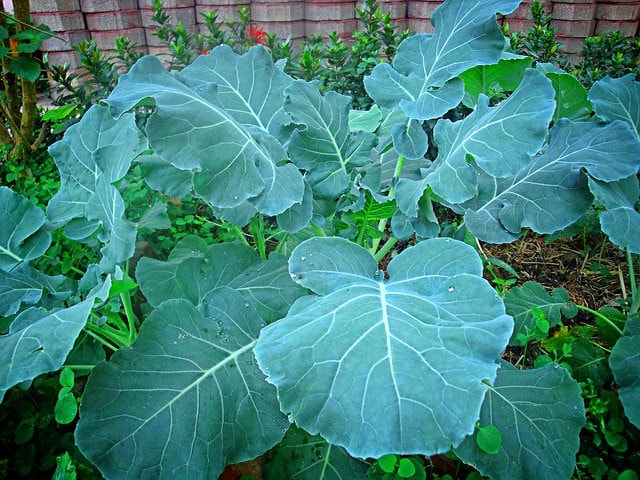 1000 HANOVER SALAD Spring KALE Smooth Siberian Brassica Napus Vegetable Seeds