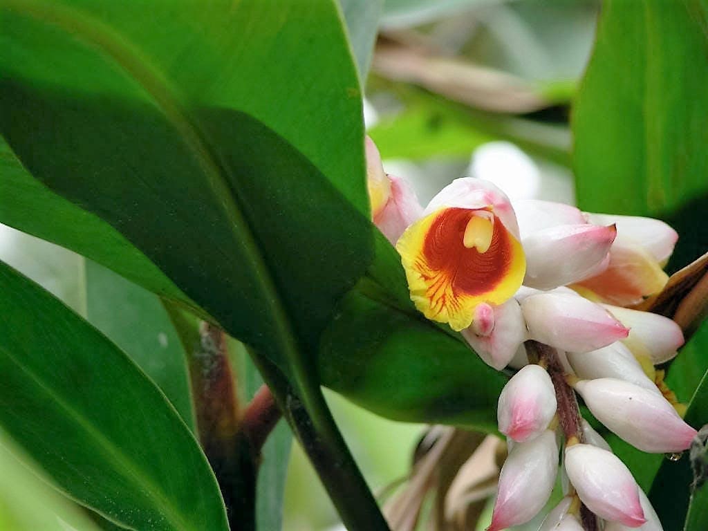5 KAT GINGER Pink & Yellow Shell Alpinia Katsumadai Hayata Flower Herb Seeds