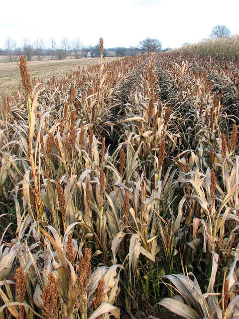 100 DALE SORGHUM Bicolor Syrup Flour Grain Vegetable Seeds