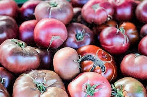 50 PURPLE CHERRY TOMATO Lycopersicon Indeterminate Fruit Vegetable Seeds