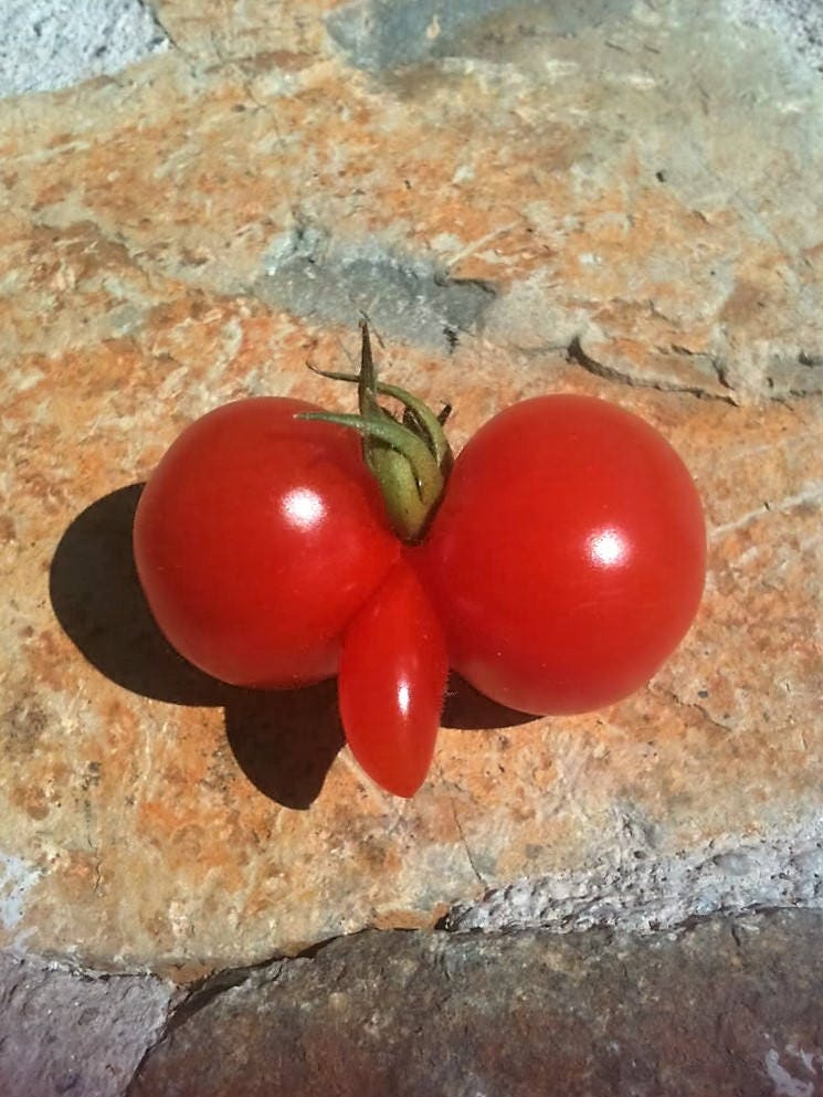 200 Red RUTGERS TOMATO Lycopersicon Globe Determinate 8 oz Fruit Vegetable Seeds
