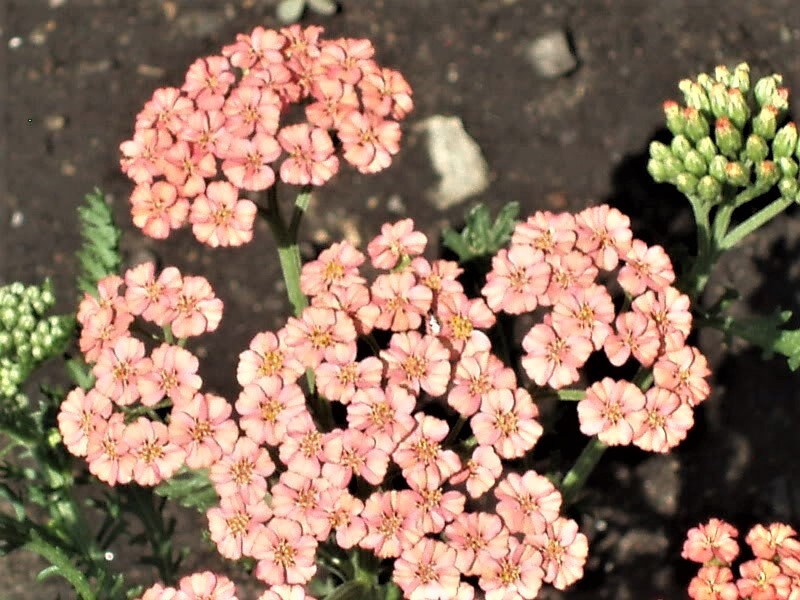 500 MIXED SUMMER YARROW Achillea Millefolium Red Pink White Gold Peach Herb Flower Seeds