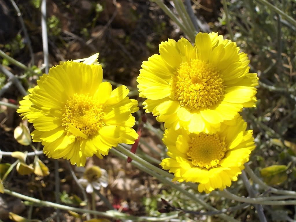 500 Yellow DESERT MARIGOLD Baileya Multiradiata Showy Drought Paper Daisy Flower Herb Seeds