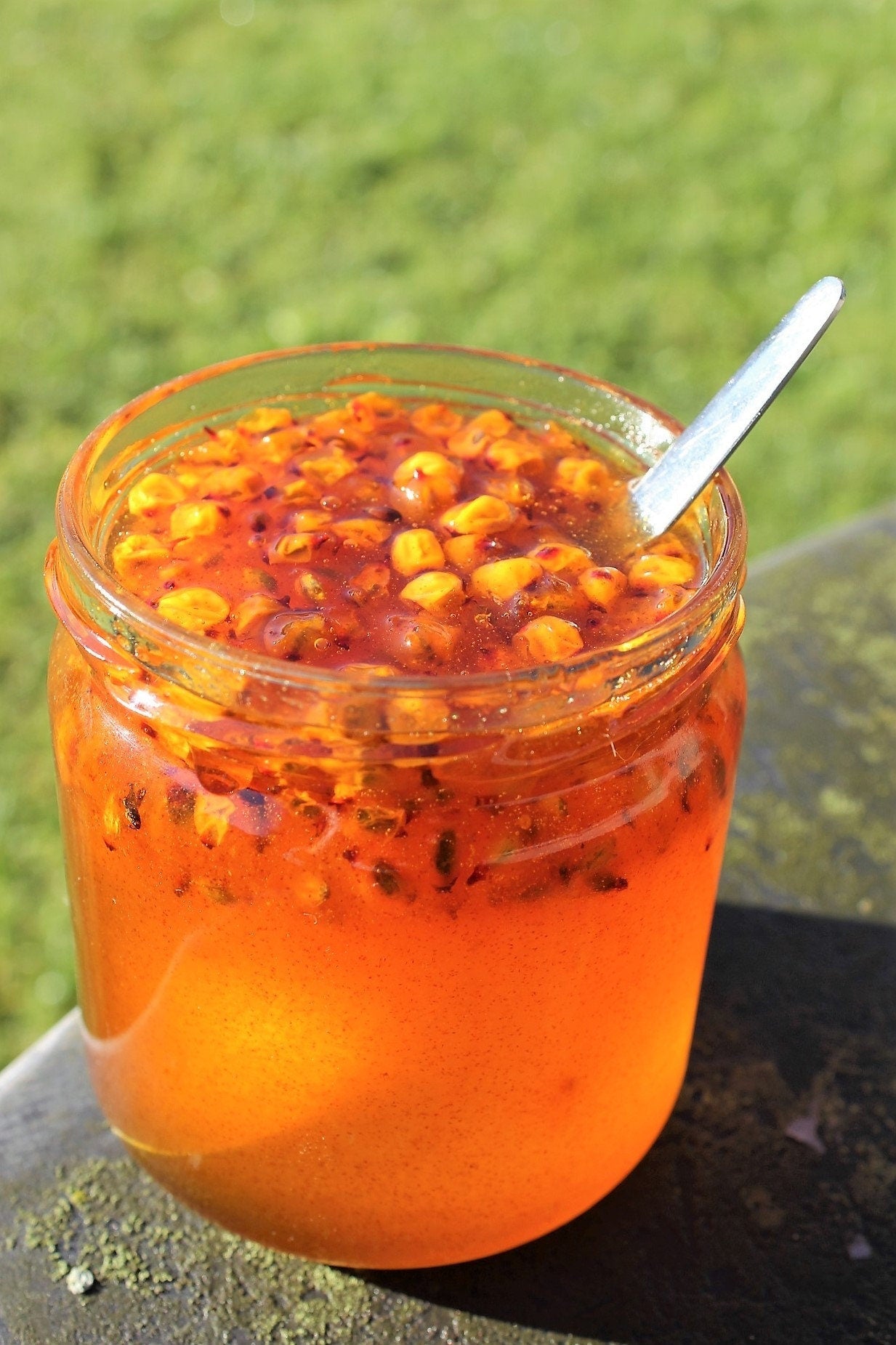 100 SEABERRY Sea Buckthorn Elaeagnus Hippophae Rhamnoides Orange Berry Fruit Shrub Yellow Flower Silver Foliage Seeds