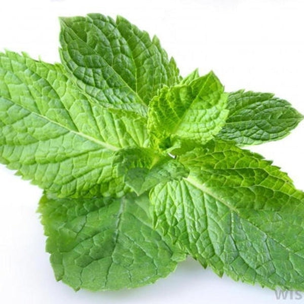 Peppermint Floral Water (Mentha Piperita)