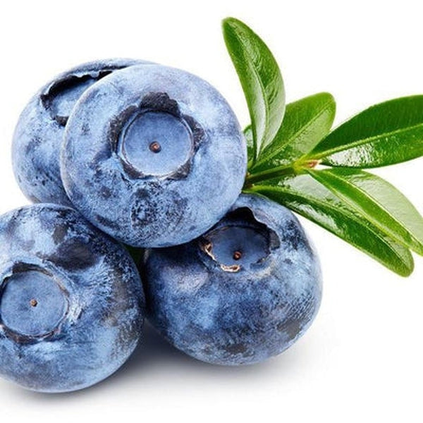 Blueberry Seed Oil - Virgin