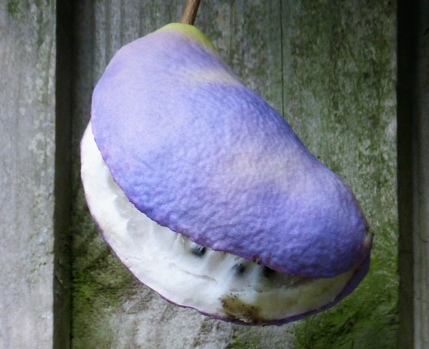 100 - 1000 Bulk CHOCOLATE VINE Edible Fruit Akebia Quinata Fragrant Flower Seeds