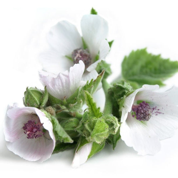 Marshmallow Root Extract Liquid