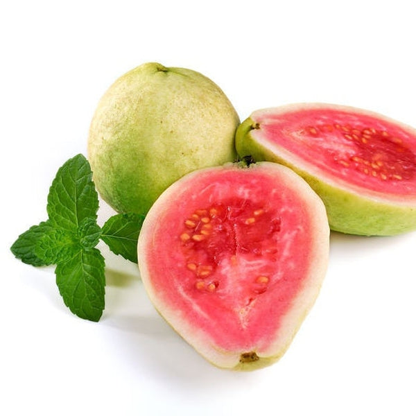 Guava Botanical Glycerin Extract - Water Soluble