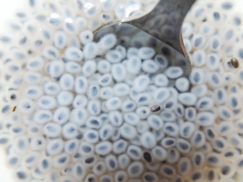 Chia Rejuvenation Extract