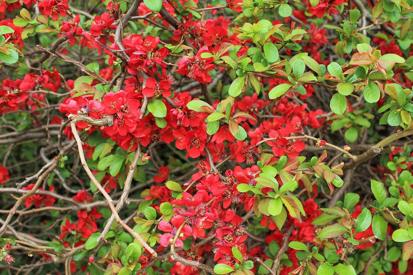 20 Red Flowering DWARF QUINCE Shrub Fruit Chaenomeles Japonica Scarlet Seeds