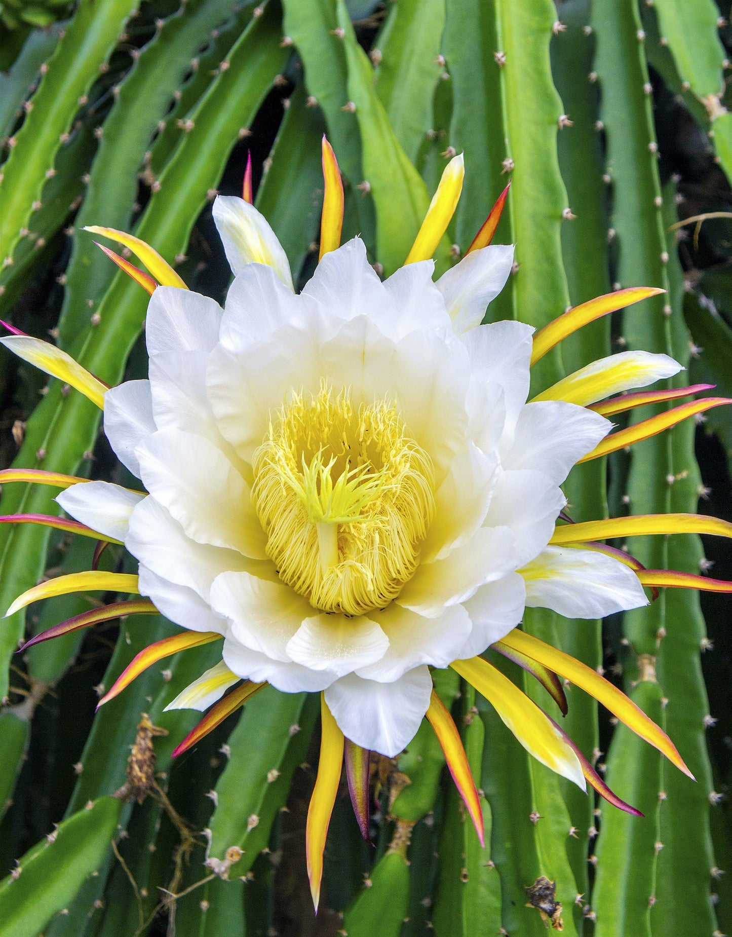 20 YELLOW DRAGON FRUIT ( Pitaya / Pitahaya / Strawberry Pear ) Hylocereus Megalanthus Cactus White Flower Seeds