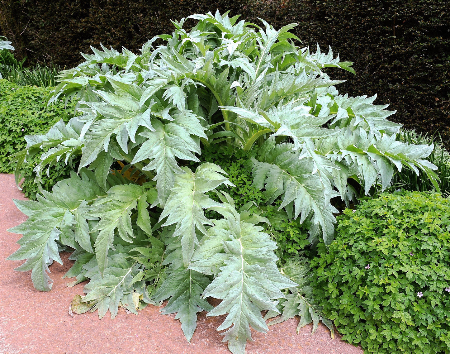 25 CARDOON Cynara Cardunculus aka Artichoke Thistle Perennial Edible Vegetable Seeds