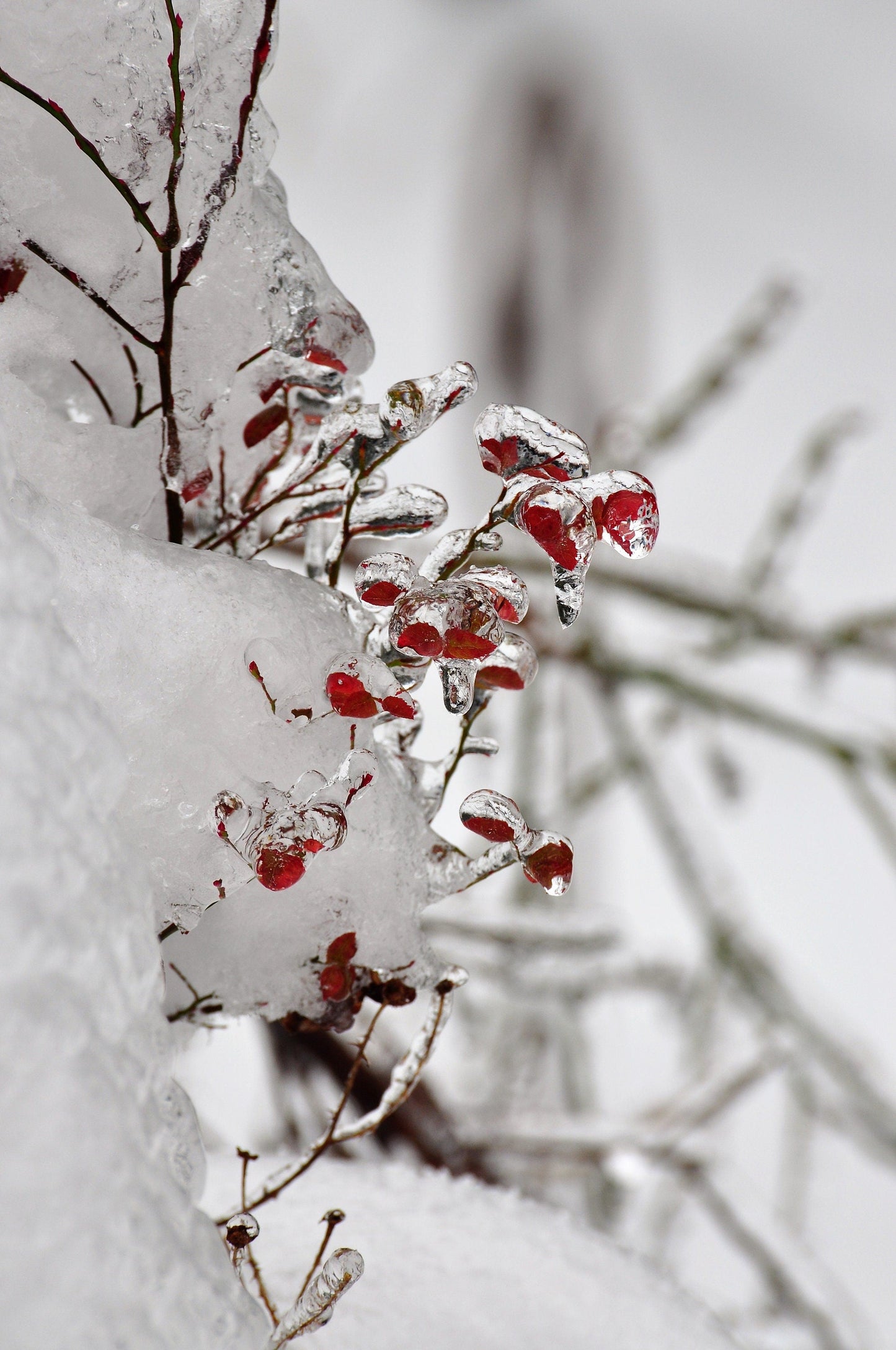 30 RED HUCKLEBERRY Vaccinium Parvifolium aka Red Blueberry & Red Bilberry Pink Flower Berry Edible Fruit Shrub Seeds