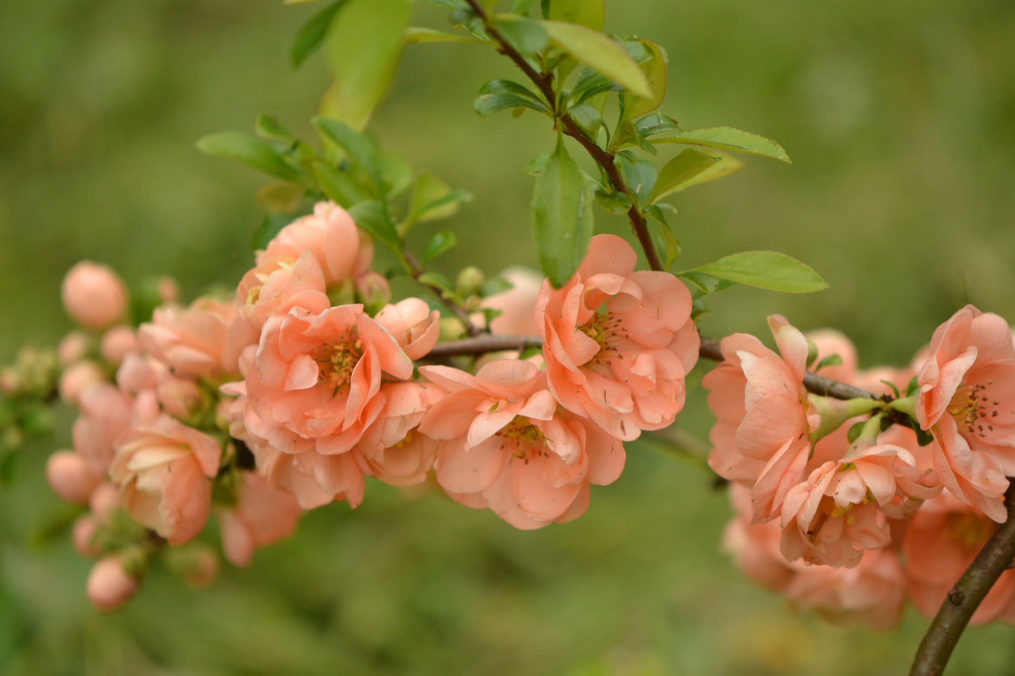 30 FLOWERING QUINCE Fruit Seeds - Pink Red White Orange Flowering Shrub - aka Japanese, Chinese, & Common Quince - Chaenomeles Speciosa