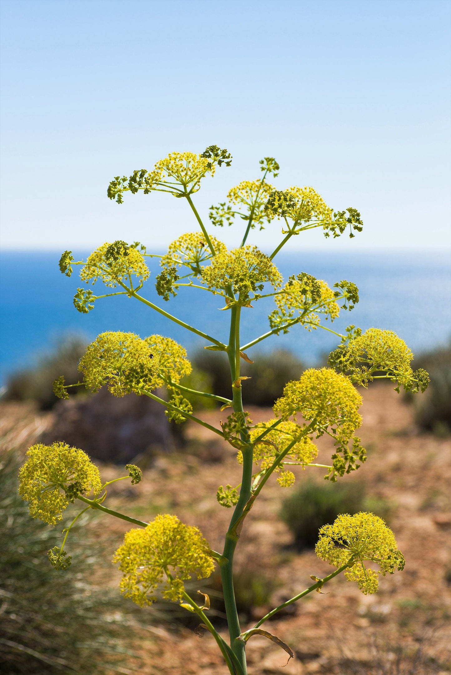 40 SEA FENNEL Rock Samphire Crithmum Maritimum Fragrant Herb Edible Vegetable Yellow Flower Seeds