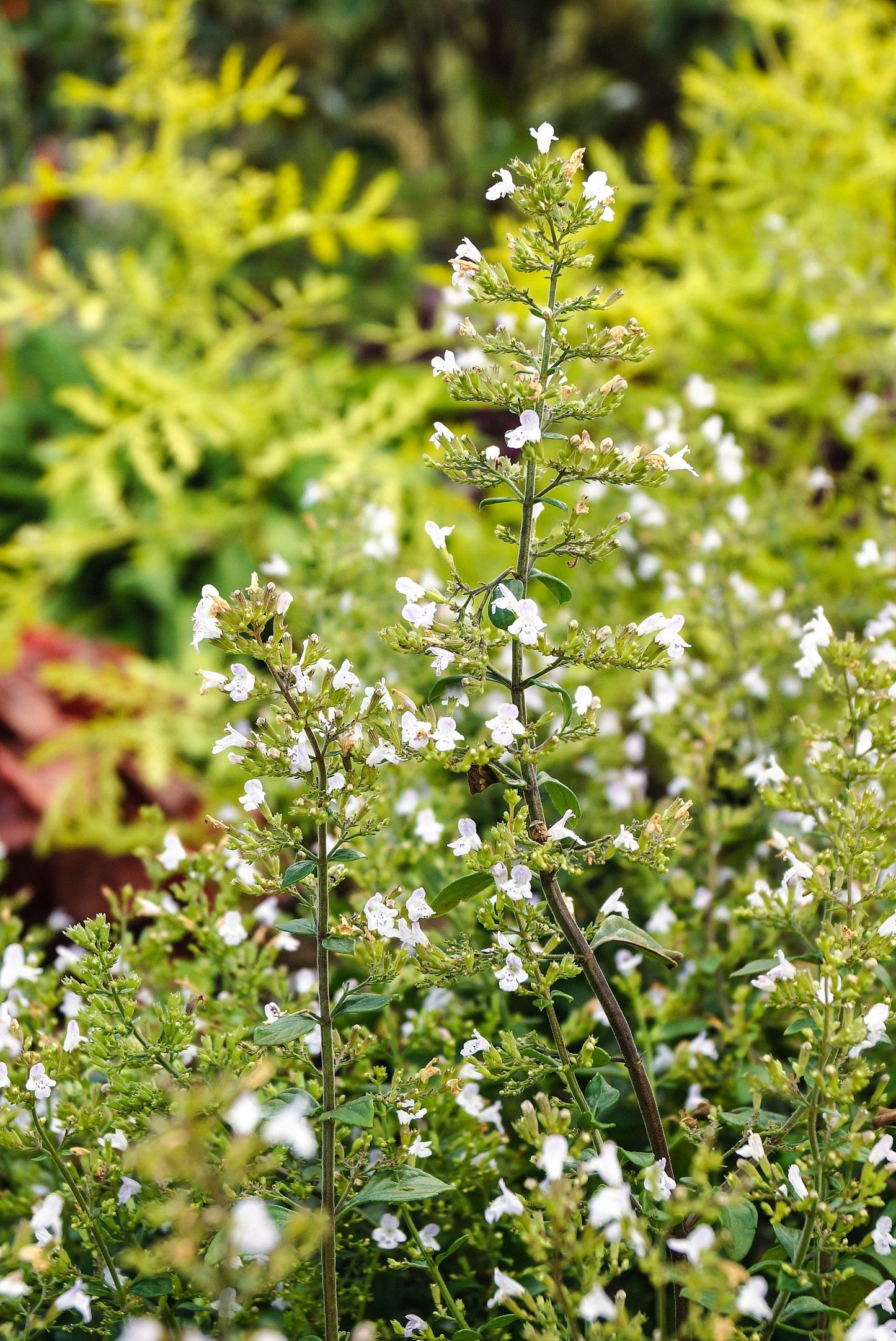 20 CALAMINT Lesser Calamintha Nepeta Officinalis Fragrant Herb White - Lilac Flower Seeds