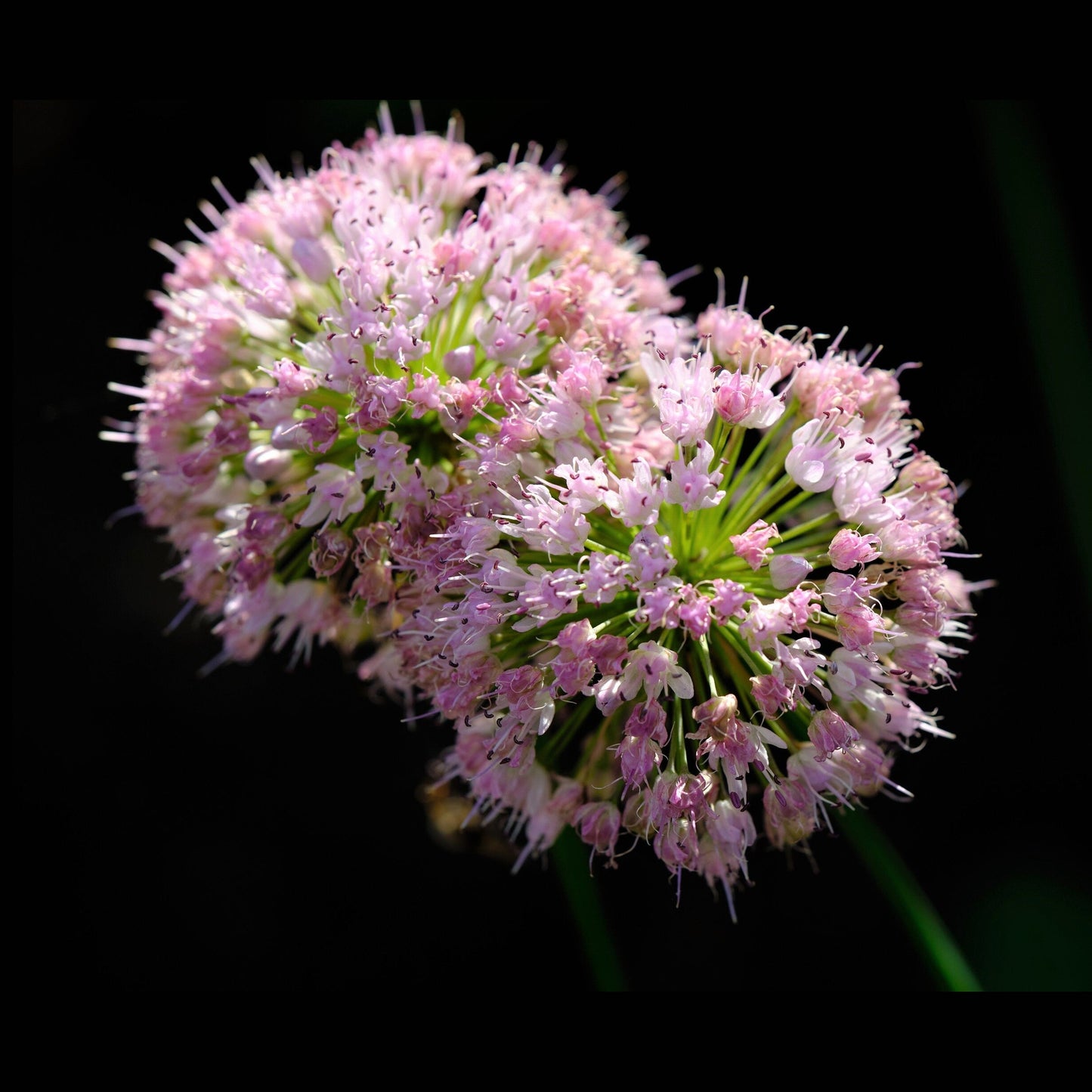 10 MOUSE GARLIC Allium Angulosum Wild Garlic Pink Flower Herb Seeds