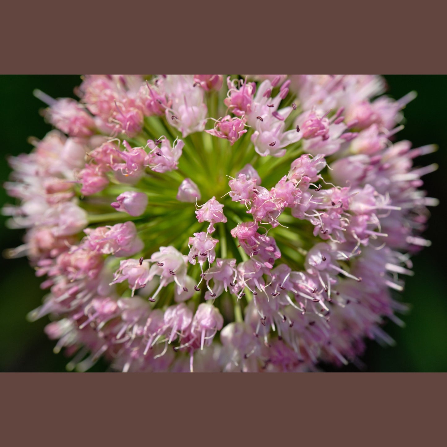 10 MOUSE GARLIC Allium Angulosum Wild Garlic Pink Flower Herb Seeds