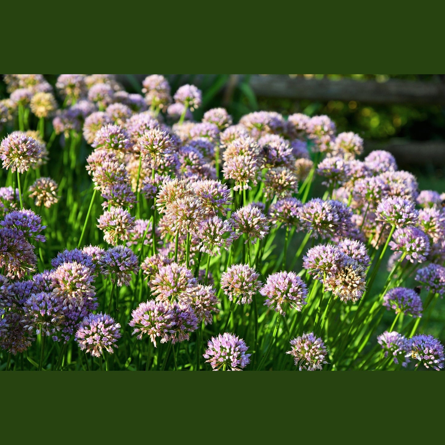 10 MOUSE GARLIC Allium Angulosum Wild Garlic Pink Flower Herb Seeds