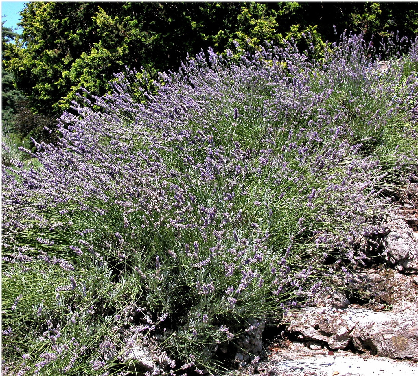 150 Portuguese SPIKE LAVENDER Lavandula Latifolia syn. Spica Broadleaved Fragrant Blue Purple Flower Herb Seeds