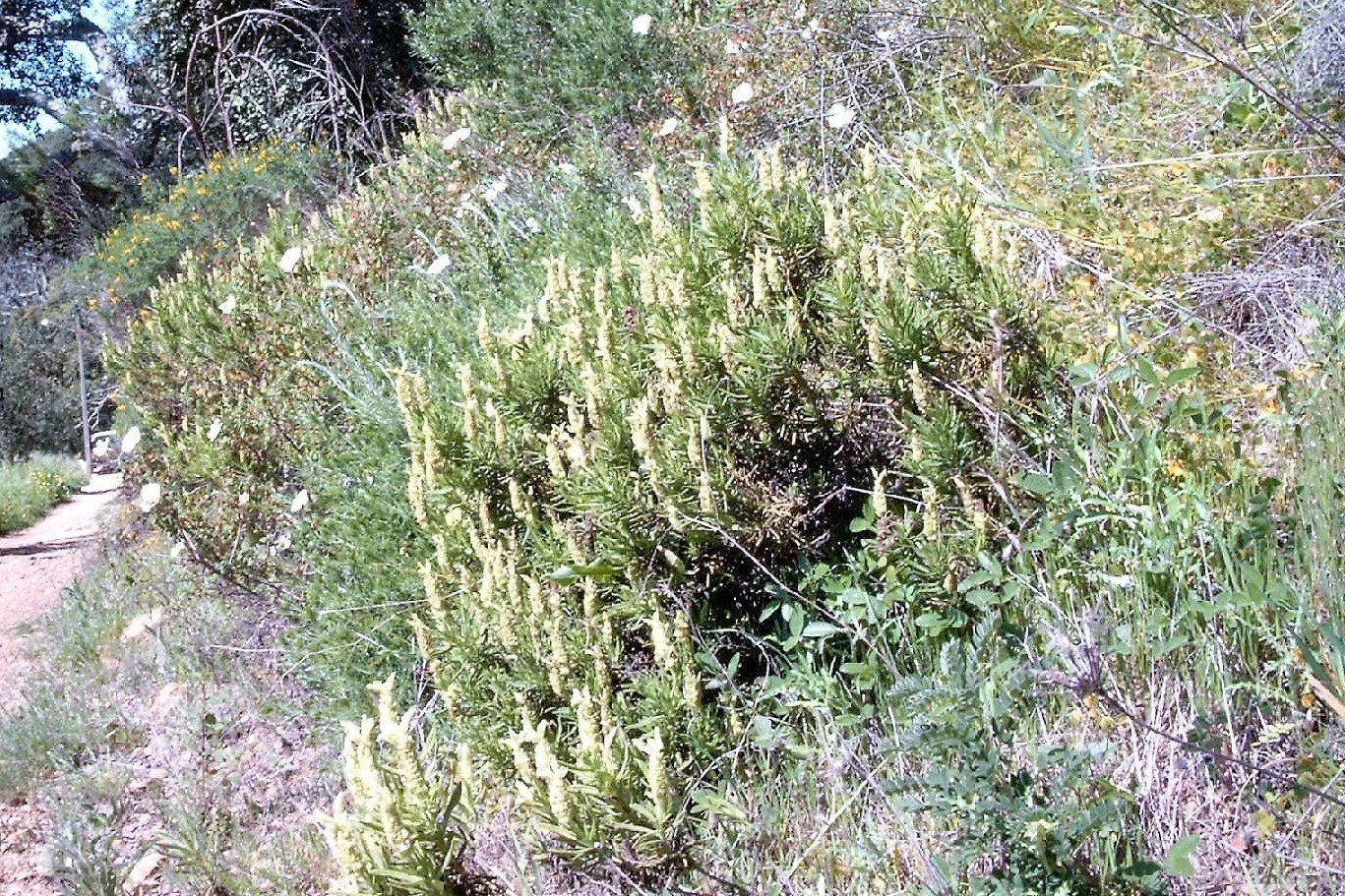 20 YELLOW LAVENDER Lavandula Viridis aka Canary Island, Green, White, Spanish, Portuguese, Madeira, Lemon Fragrant Flower Herb Seeds