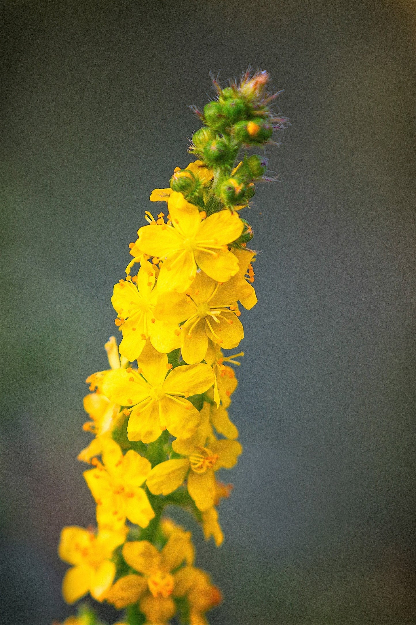 15 CHURCH STEEPLES Agrimonia Eupatoria aka Agrimony or Sticklewort Perennial Herb Yellow Flower Seeds