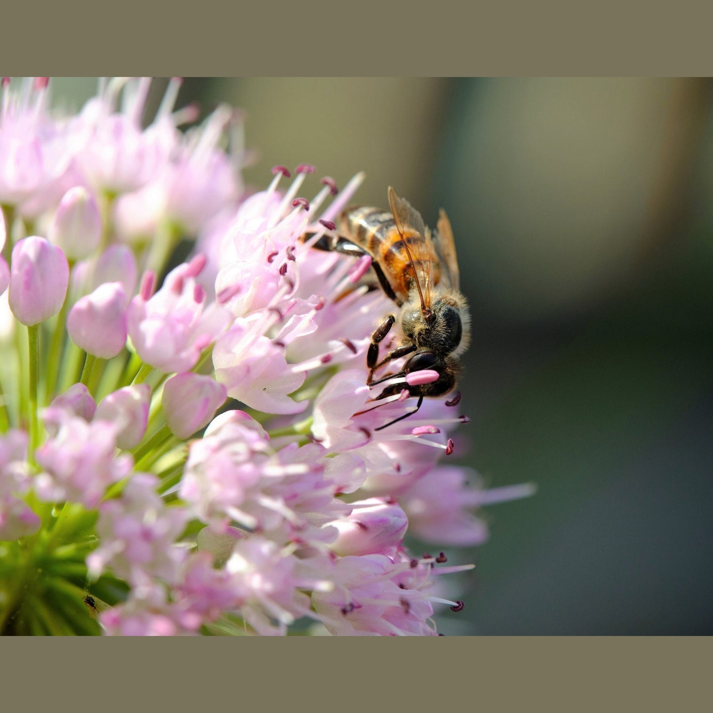10 MOUSE GARLIC Allium Angulosum Wild Garlic Pink Flower Herb Seeds