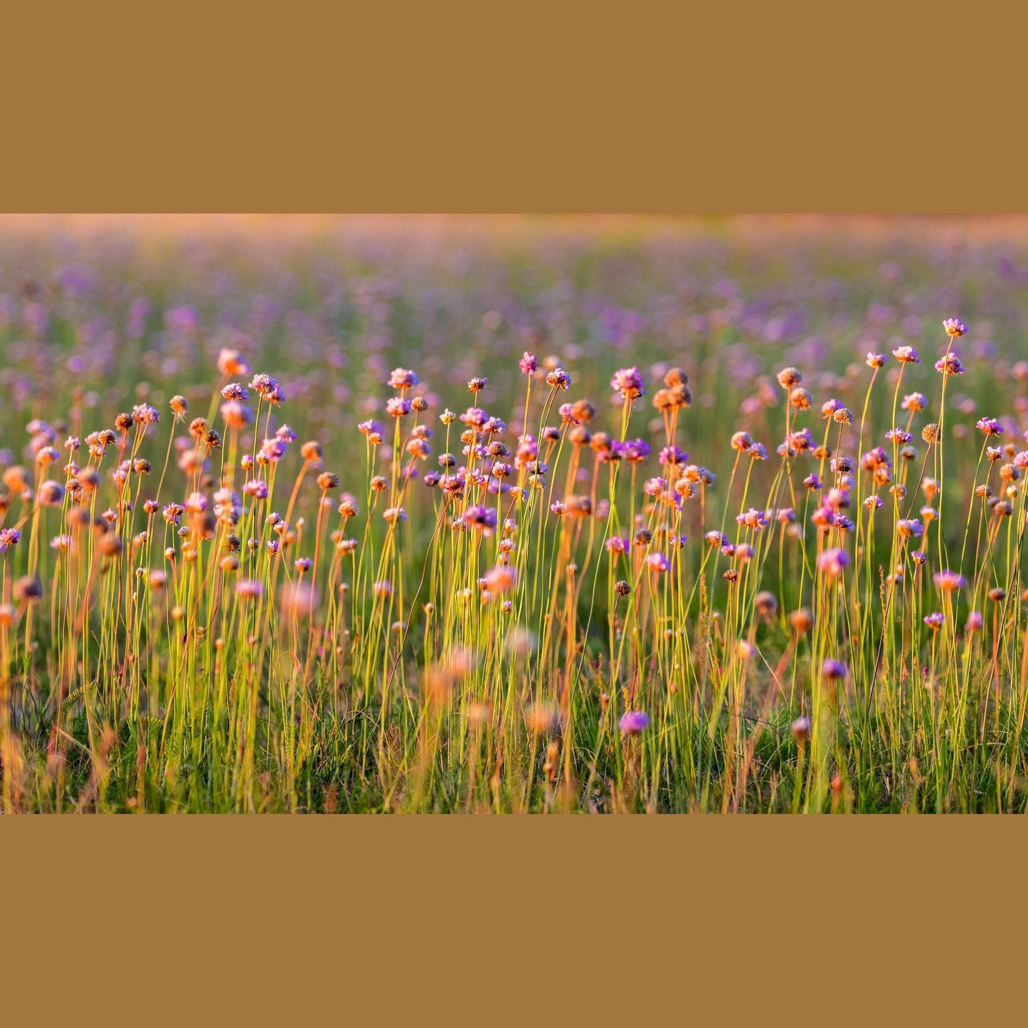 10 MOUSE GARLIC Allium Angulosum Wild Garlic Pink Flower Herb Seeds