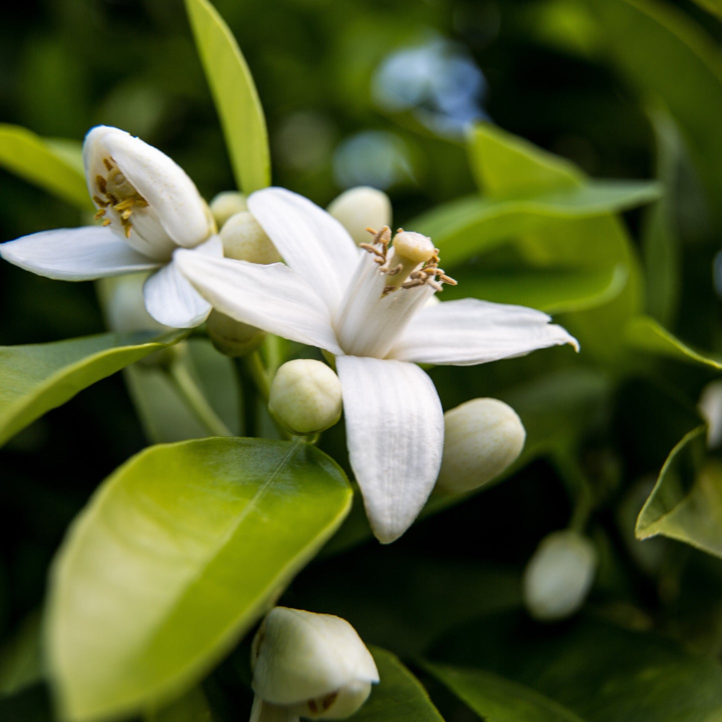 Neroli Essential Oil