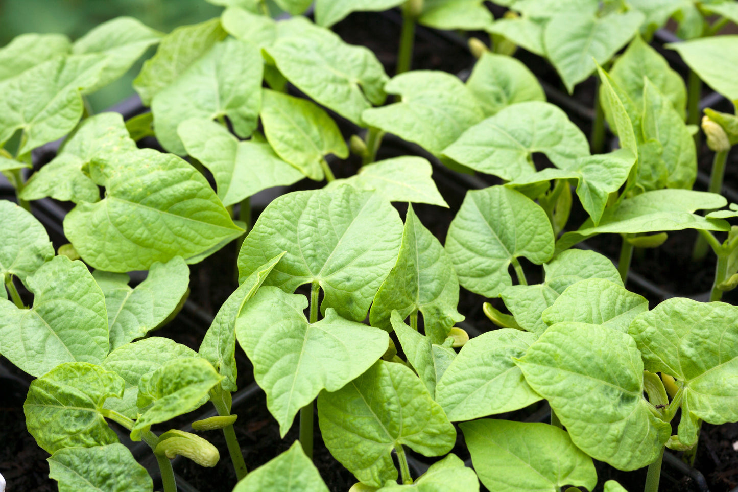 25 DWARF HORTICULTURE BEAN Taylor Long French Phaseolus Vulgaris Vegetable Seeds