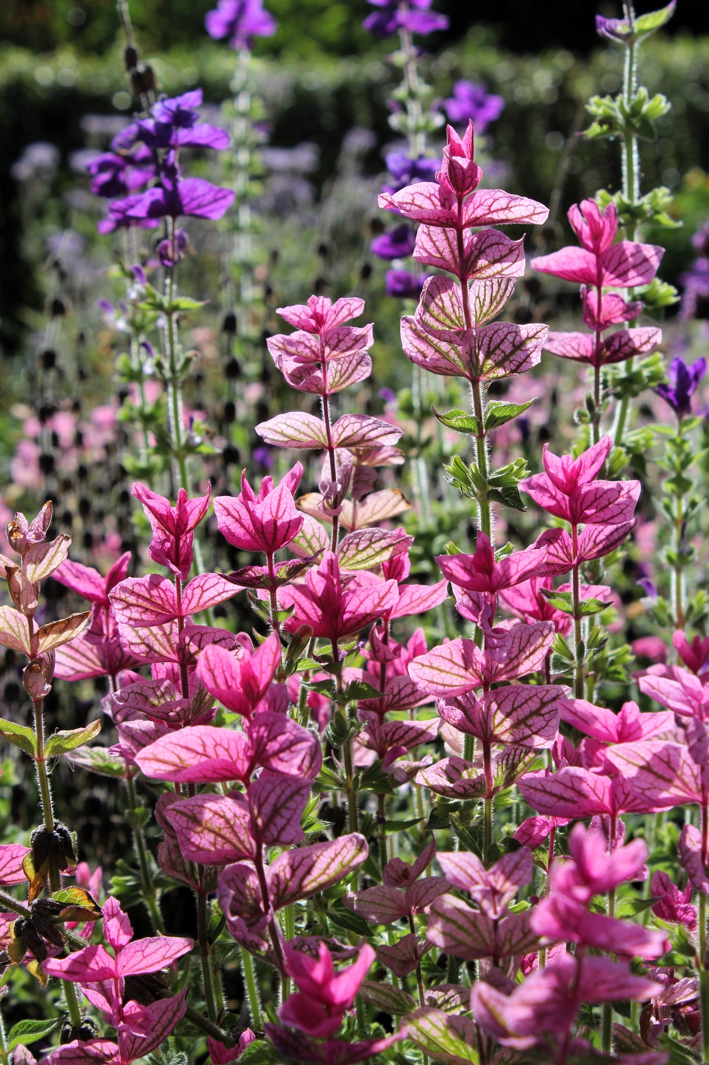 50 'PINK Sundae' Clary SAGE / SALVIA Viridis Horminum Herb Flower Seeds