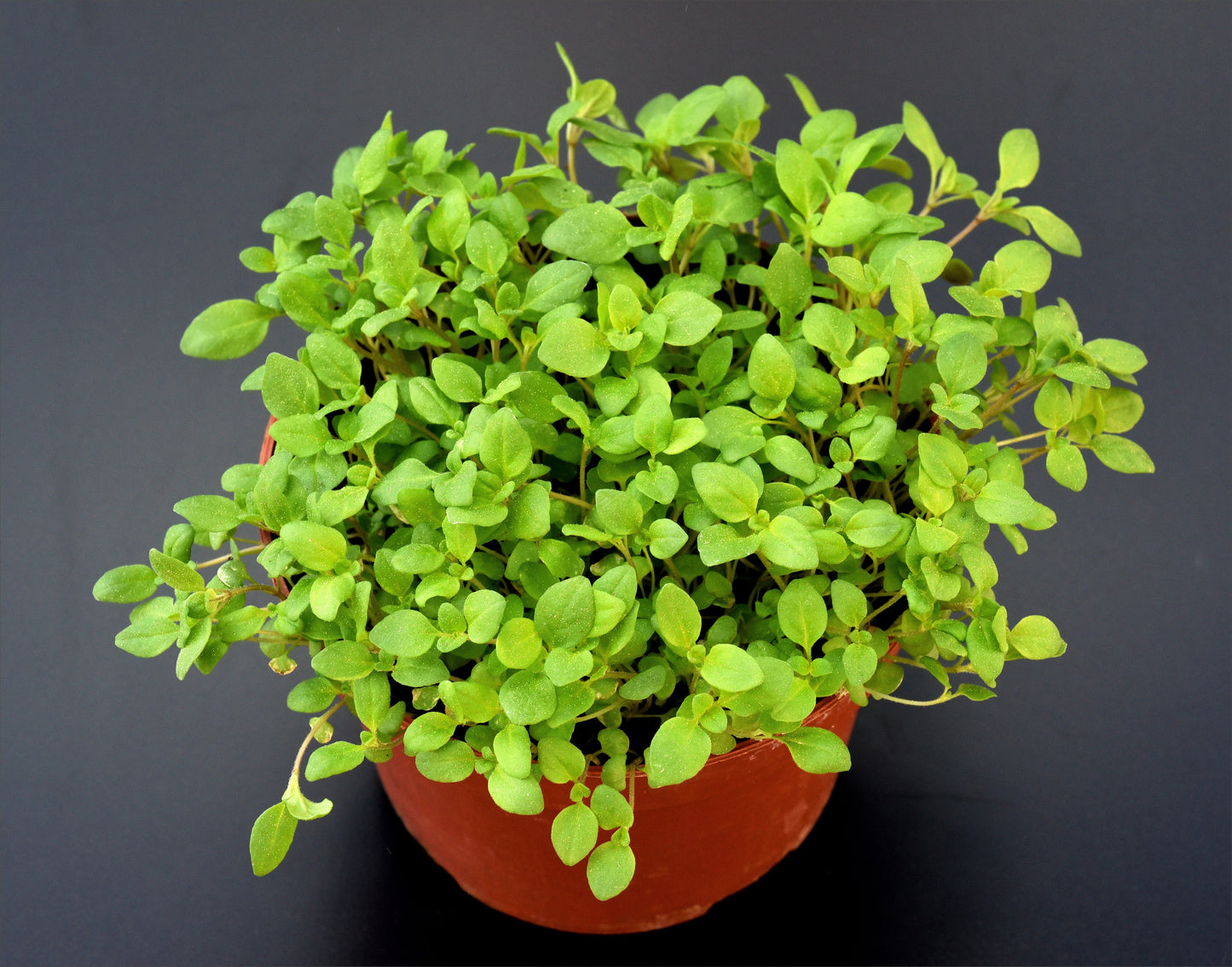 2000 SWEET MARJORAM Origanum Majorana Herb Flower Seeds