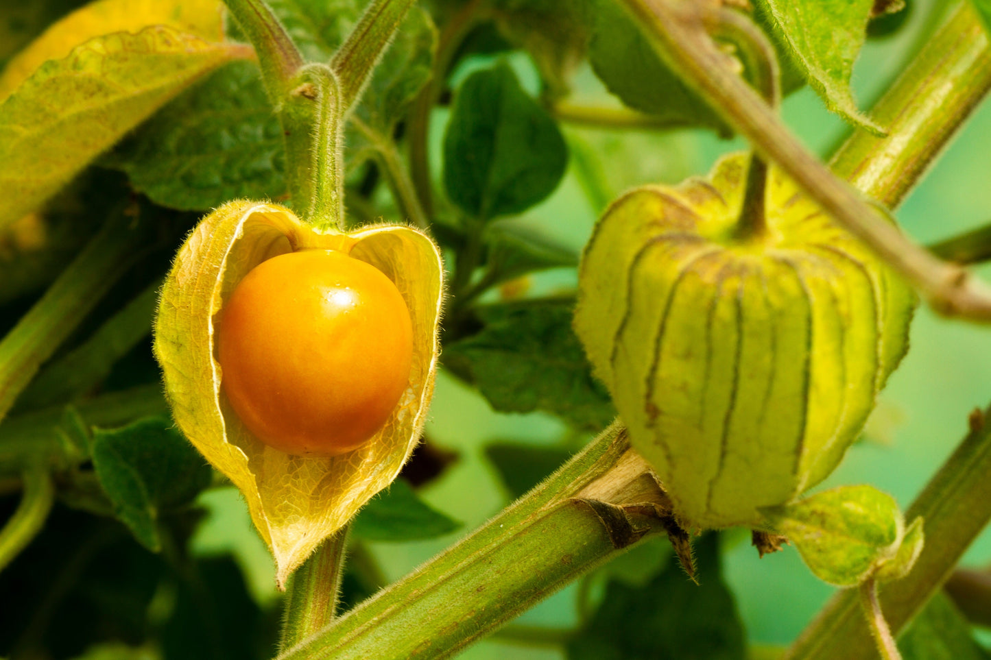 50 PERUVIAN GROUND CHERRY Physalis Peruviana Cape Gooseberry Fruit Veggie Seeds