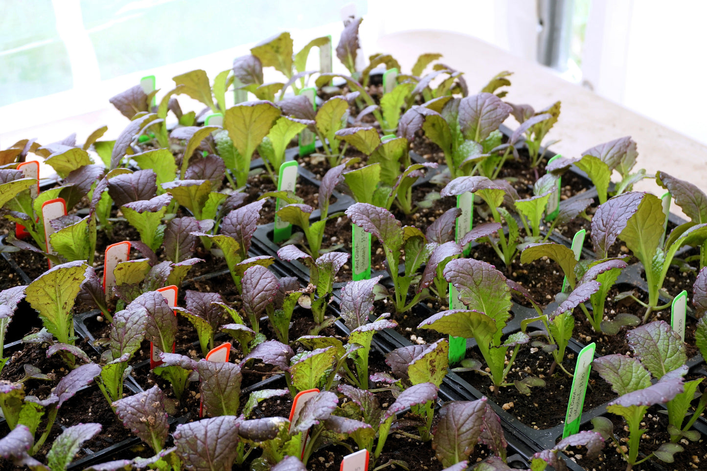 1500 RED GIANT MUSTARD Ornamental Japanese Greens Herb Vegetable Brassica Seeds