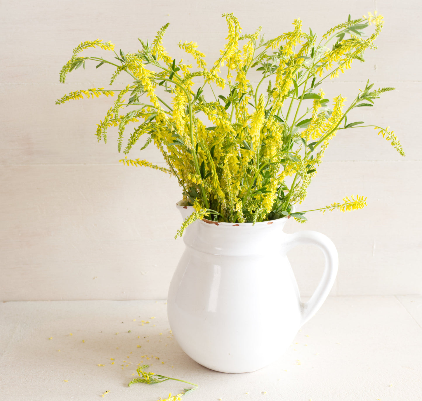 3000 YELLOW SWEET CLOVER Melilotus Officinalis Flower Seeds