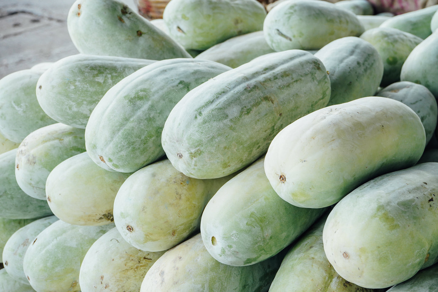 20 WAX GOURD Winter Melon White Ash Benincasa Hispida Vegetable Seeds