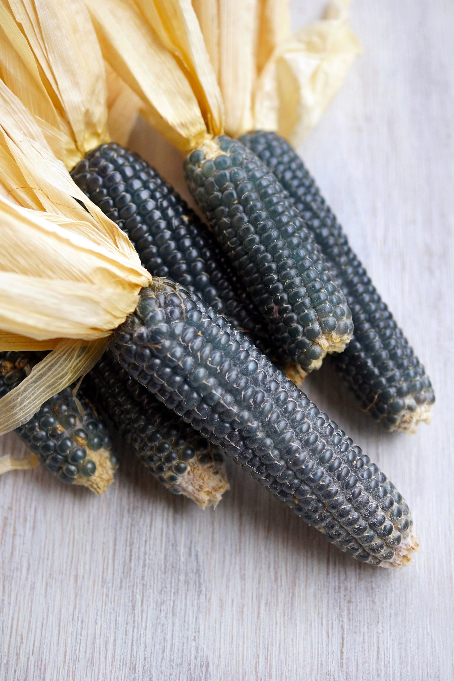 50 BLUE POPCORN Blue Kernels Pop White Corn Zea Mays Vegetable Seeds