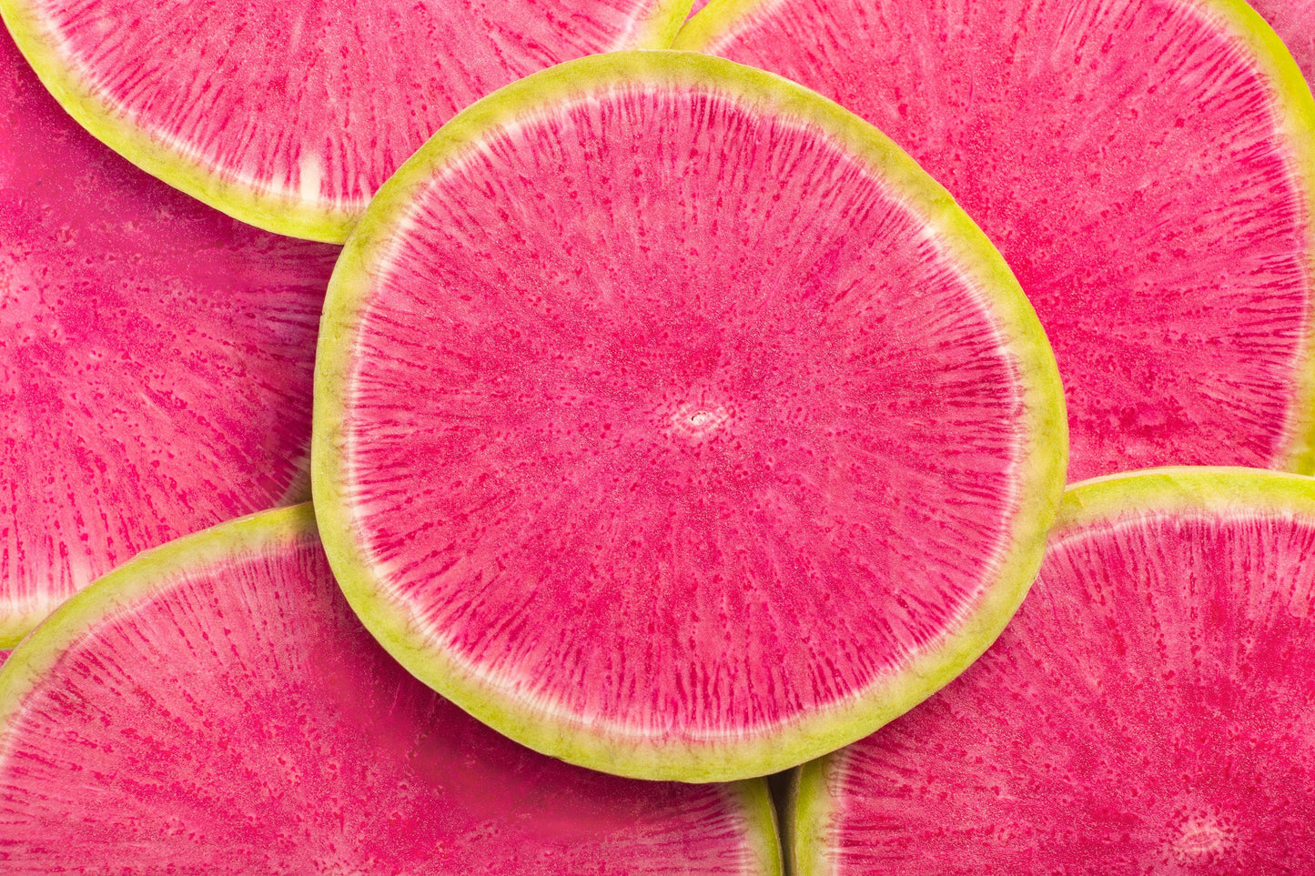 300 WATERMELON RADISH Beauty Heart Raphanus Sativus Pink White Vegetable Seeds