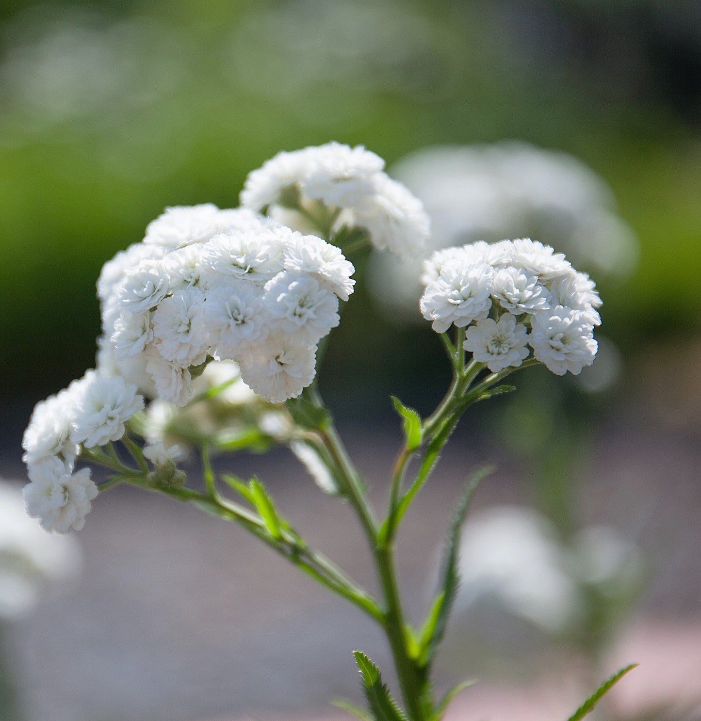 150 PEARL YARROW White Double Achillea Ptarmica Herb Flower Seeds